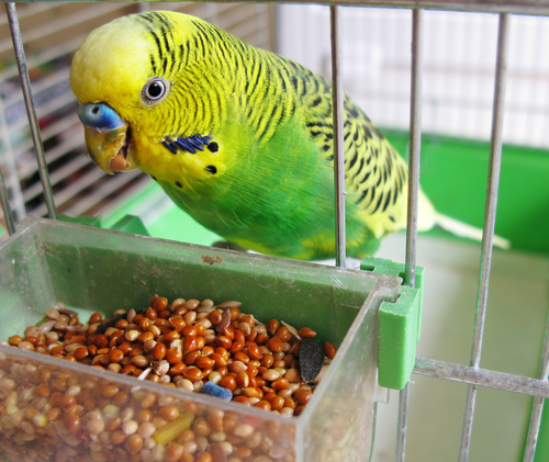 Caring For Pet Birds