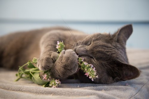 Is Catnip Good For Your Cat?